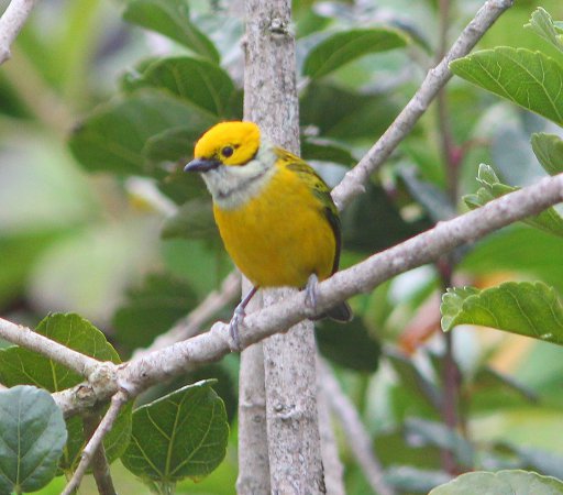 Photo (10): Silver-throated Tanager