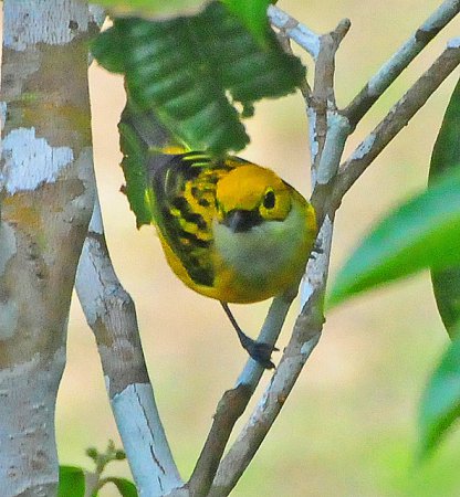 Photo (3): Silver-throated Tanager