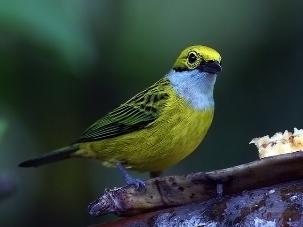 Photo (1): Silver-throated Tanager