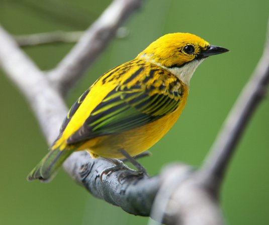 Photo (2): Silver-throated Tanager