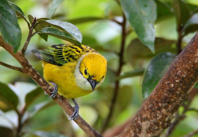 Photo (4): Silver-throated Tanager
