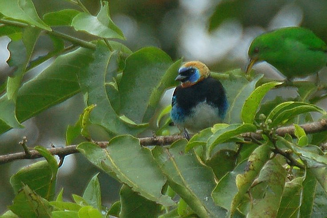 Photo (10): Golden-hooded Tanager