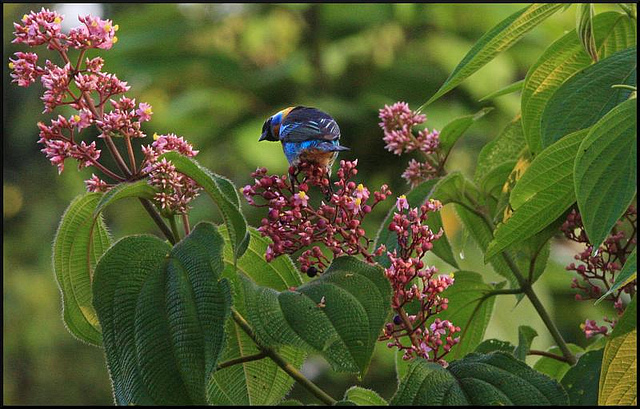 Photo (12): Golden-hooded Tanager