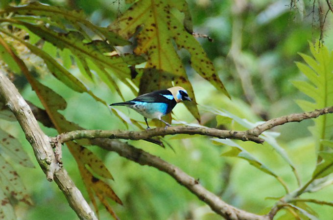 Photo (4): Golden-hooded Tanager