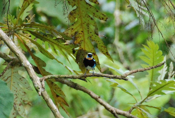 Photo (13): Golden-hooded Tanager