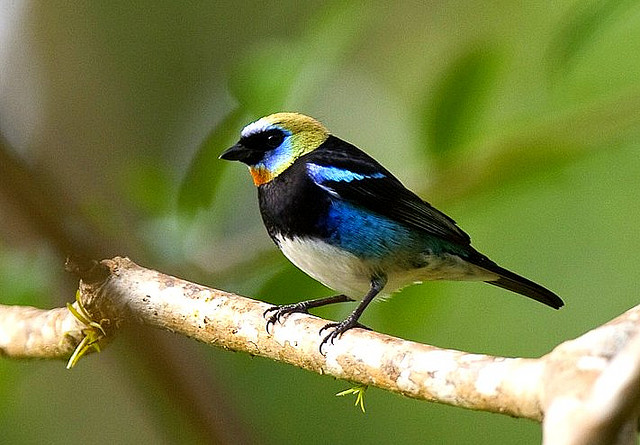 Photo (1): Golden-hooded Tanager
