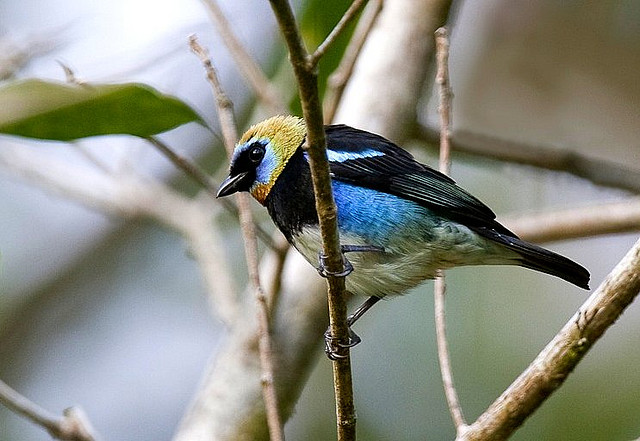 Photo (3): Golden-hooded Tanager