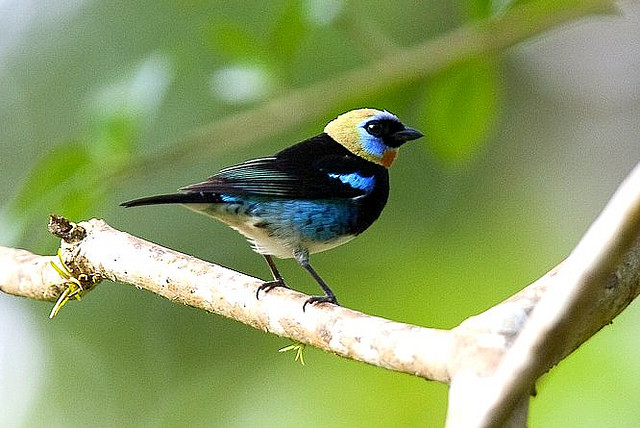 Photo (2): Golden-hooded Tanager