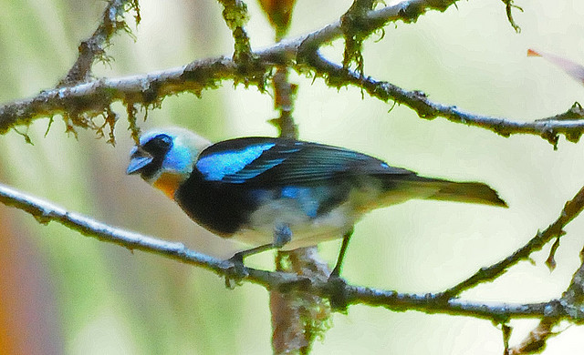 Photo (8): Golden-hooded Tanager