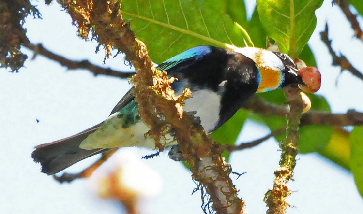 Photo (11): Golden-hooded Tanager