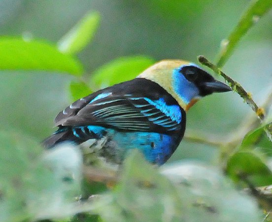 Photo (7): Golden-hooded Tanager