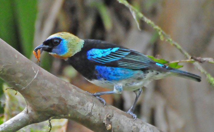 Photo (5): Golden-hooded Tanager
