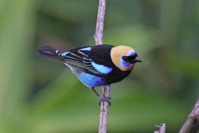 Photo (6): Golden-hooded Tanager