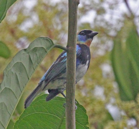 Photo (14): Golden-hooded Tanager