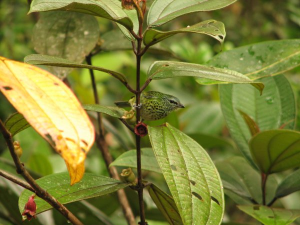 Photo (1): Spotted Tanager