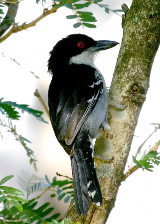 Photo (4): Great Antshrike