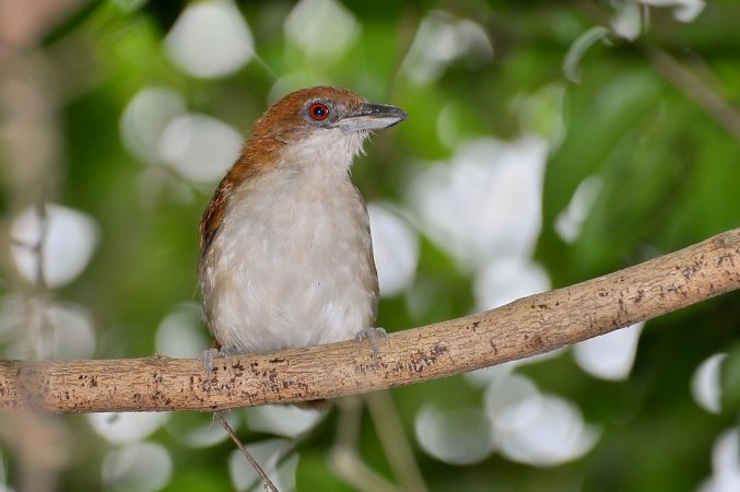 Photo (2): Great Antshrike