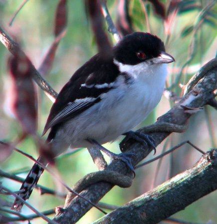 Photo (6): Great Antshrike