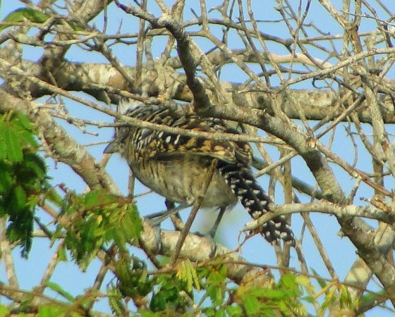 Photo (17): Barred Antshrike