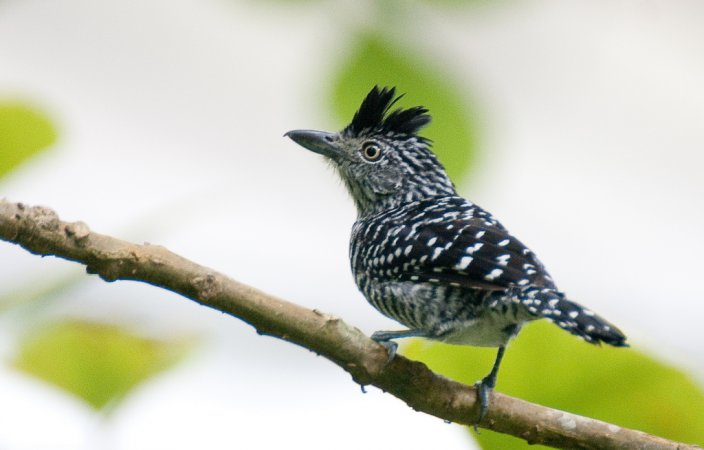 Photo (5): Barred Antshrike