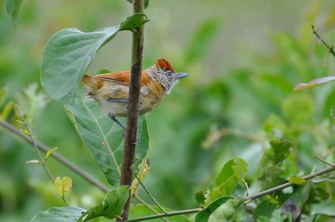 Photo (6): Barred Antshrike