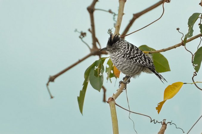 Photo (12): Barred Antshrike