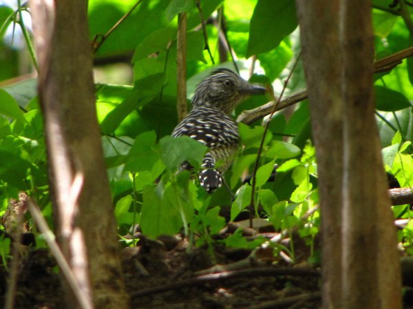 Photo (11): Barred Antshrike