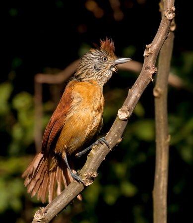 Photo (4): Barred Antshrike