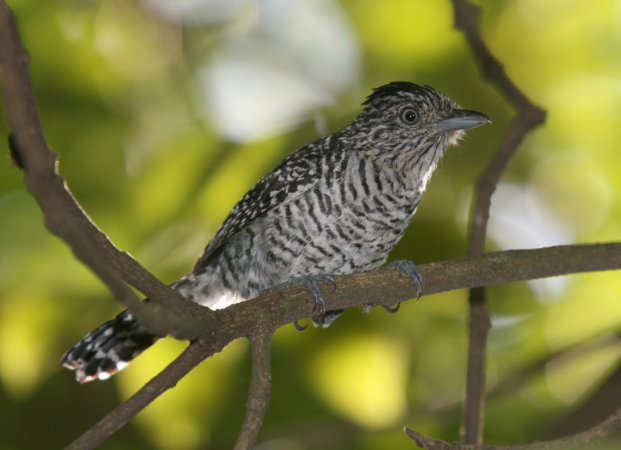 Photo (15): Barred Antshrike