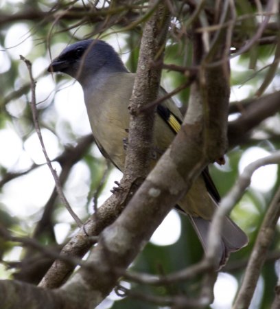 Photo (3): Yellow-winged Tanager