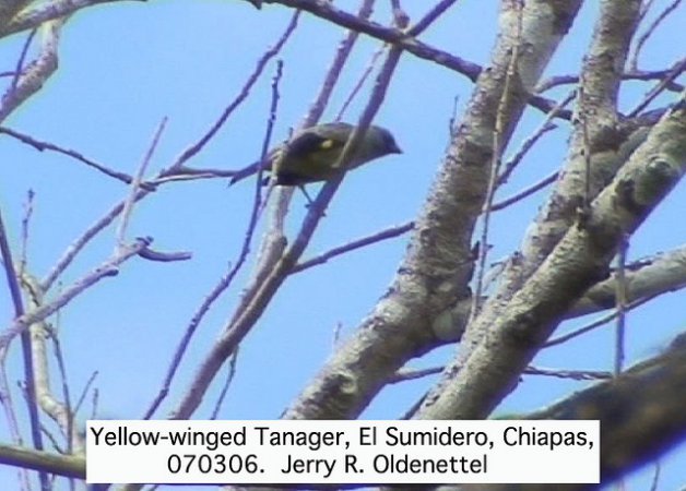 Photo (6): Yellow-winged Tanager