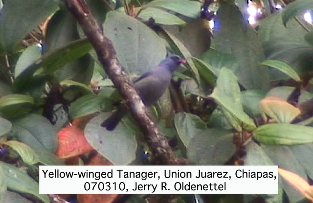 Photo (5): Yellow-winged Tanager