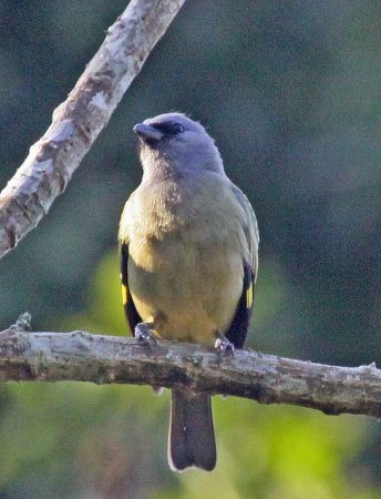 Photo (4): Yellow-winged Tanager