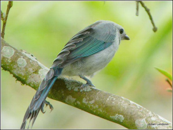 Photo (18): Blue-gray Tanager