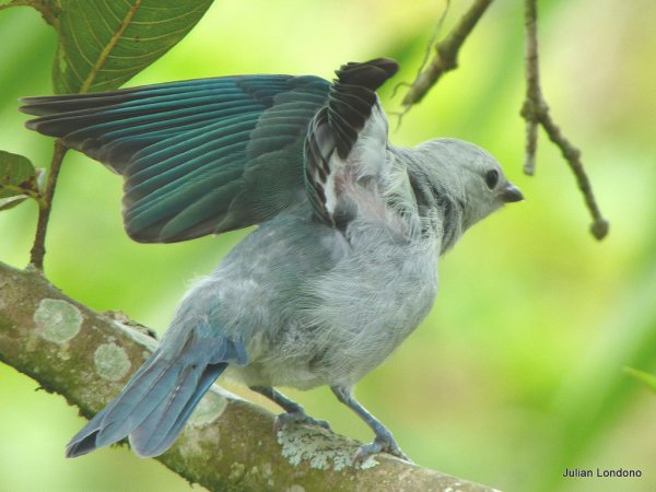 Photo (8): Blue-gray Tanager