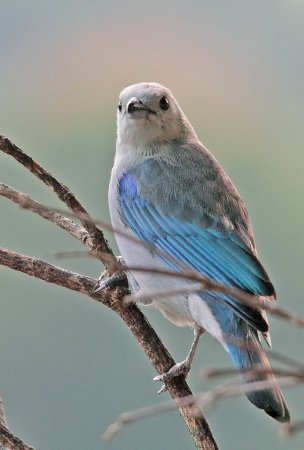Photo (3): Blue-gray Tanager