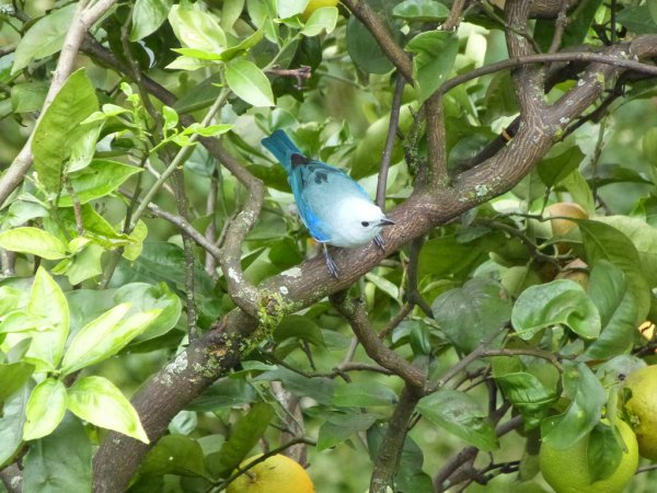 Photo (13): Blue-gray Tanager