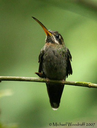 Photo (1): Band-tailed Barbthroat