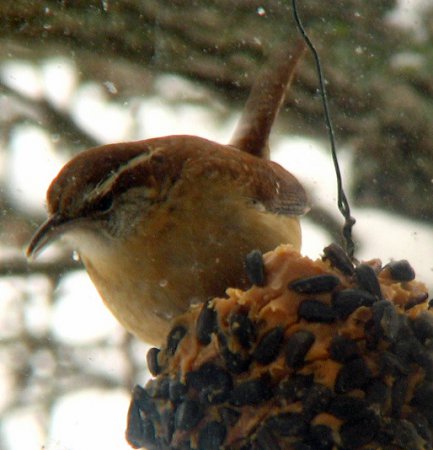 Photo (19): Carolina Wren