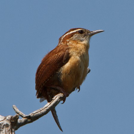 Photo (12): Carolina Wren