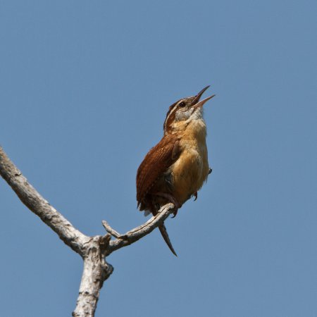 Photo (8): Carolina Wren