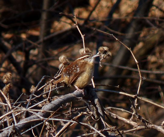 Photo (17): Carolina Wren