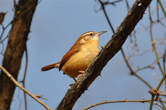 Photo (1): Carolina Wren