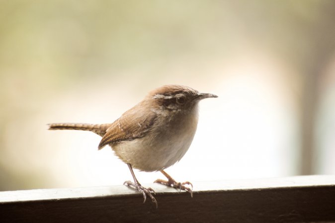 Photo (13): Carolina Wren