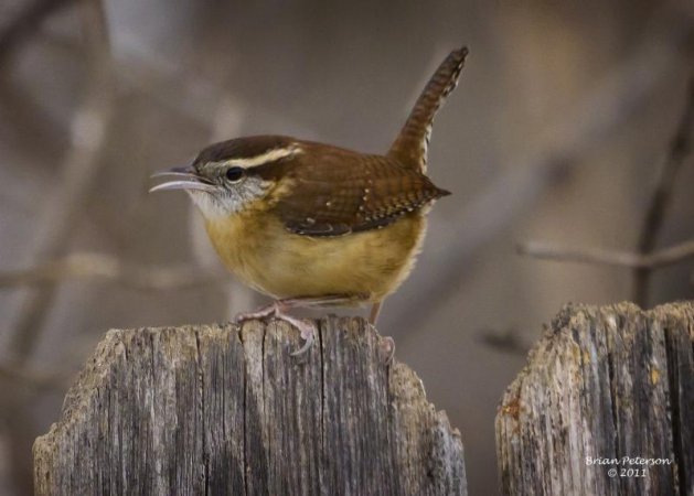 Photo (2): Carolina Wren