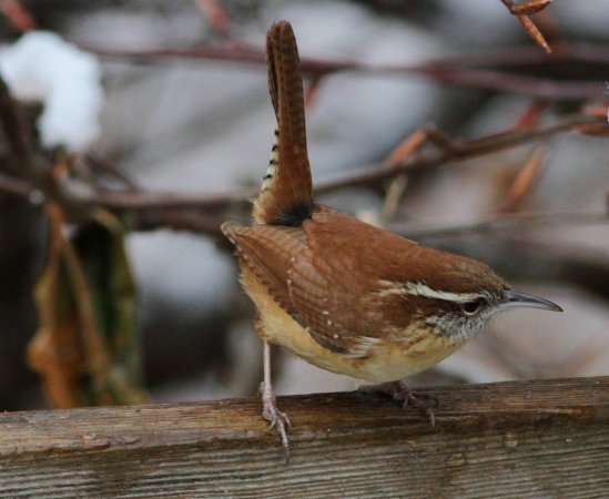 Photo (5): Carolina Wren