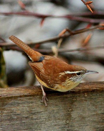 Photo (10): Carolina Wren