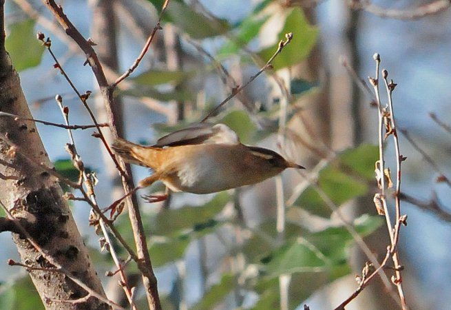 Photo (20): Carolina Wren