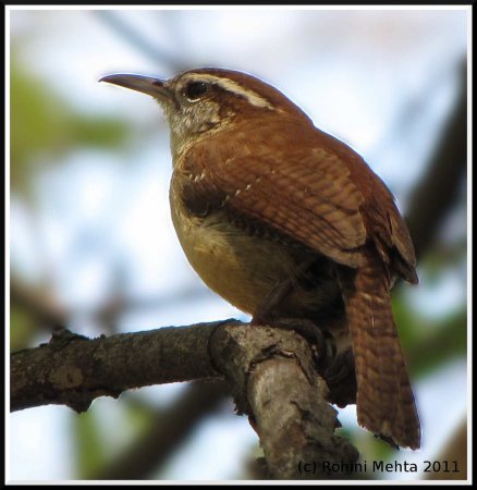 Photo (7): Carolina Wren