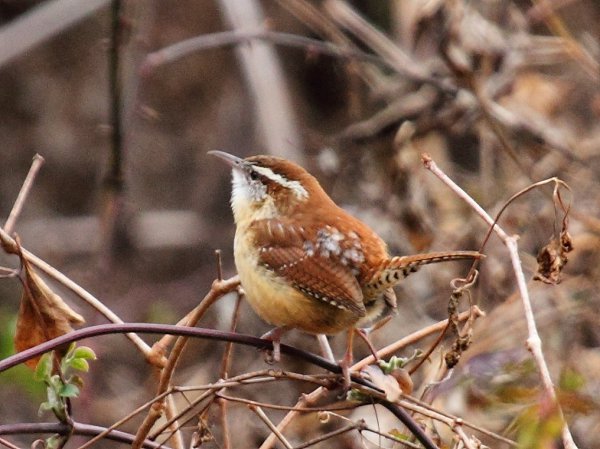 Photo (21): Carolina Wren